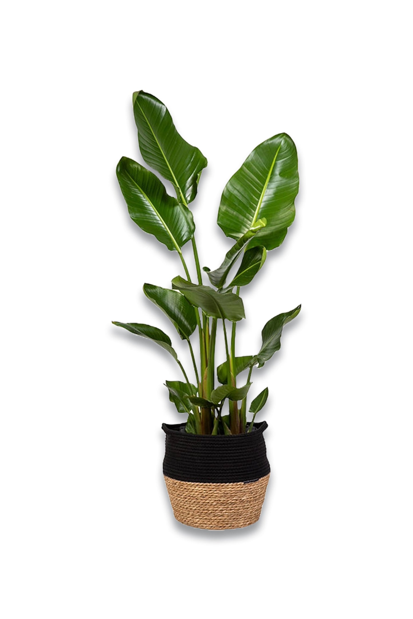 Extra Large Strelitzia Plant & Basket