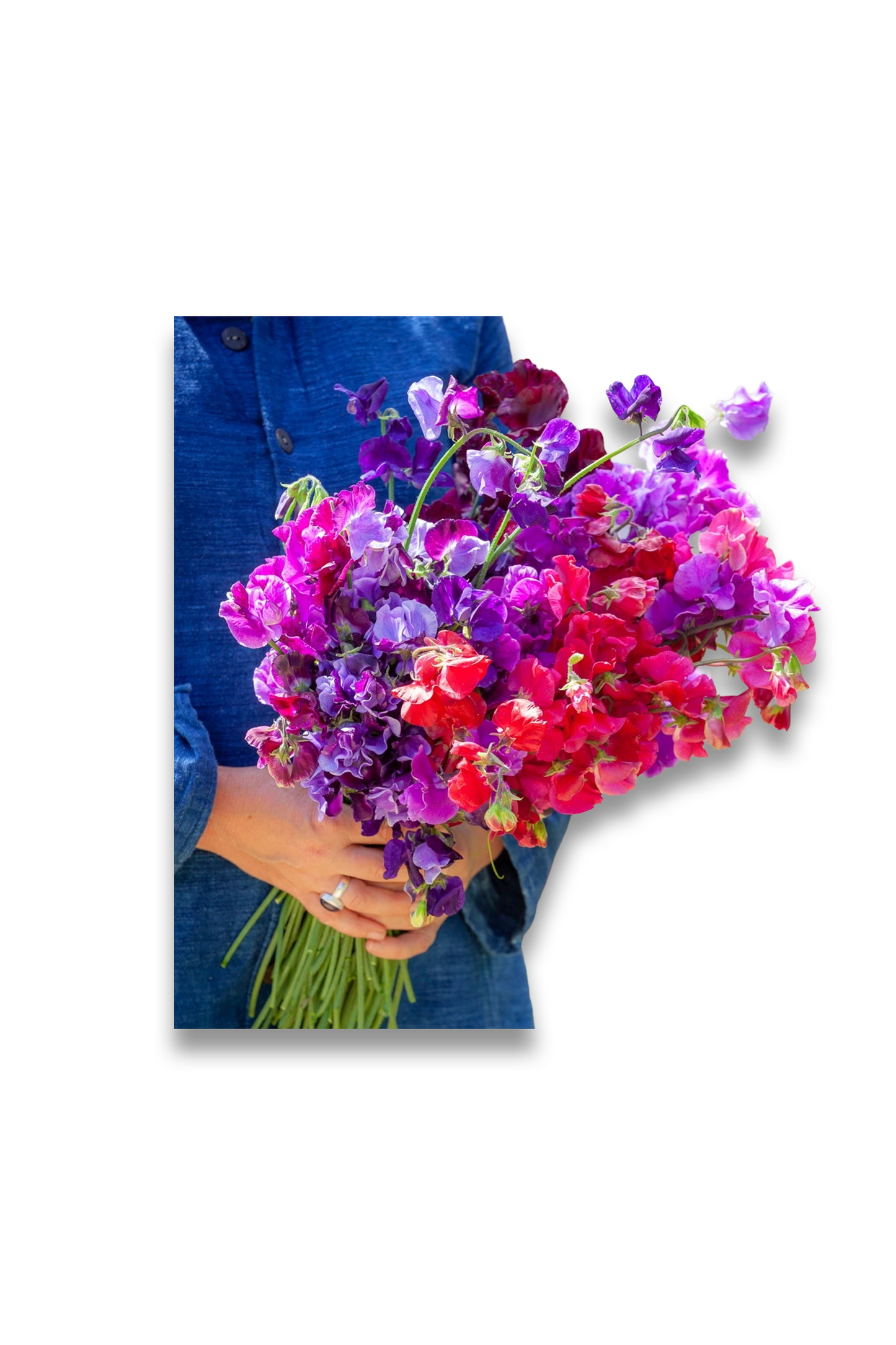 New Giants Sweet Pea Collection