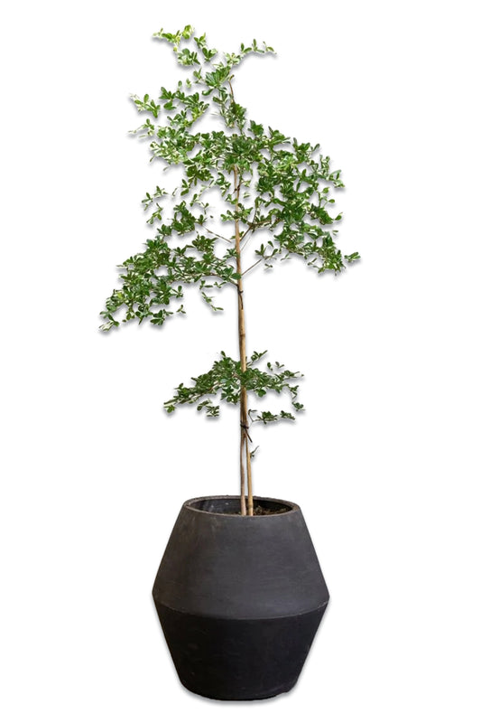 Black Olive Tree, Bucida Buceras 'Shady Lady'