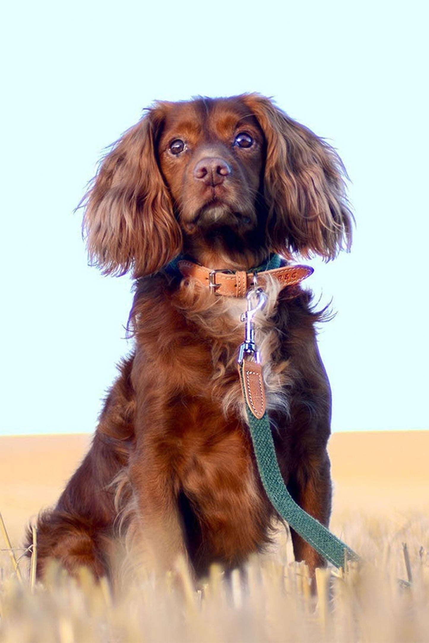 Fabric & Leather Lead Collar