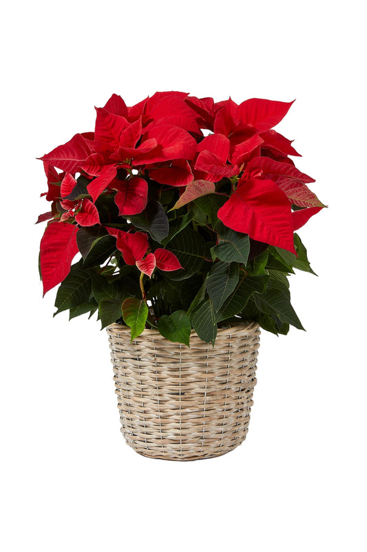 Large Poinsettia Planter