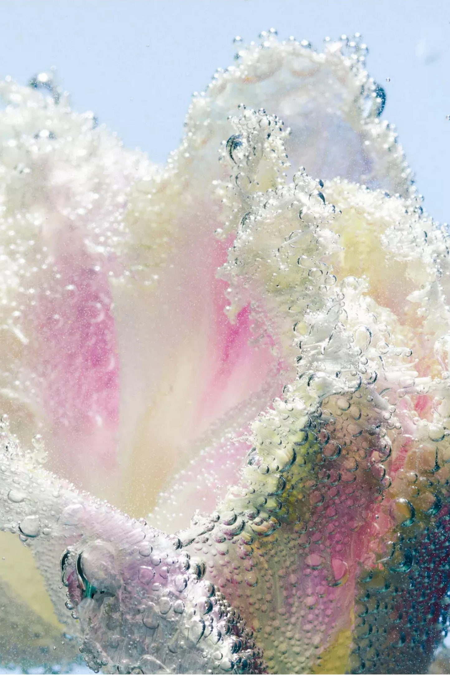 Tulipmania Hand Cream